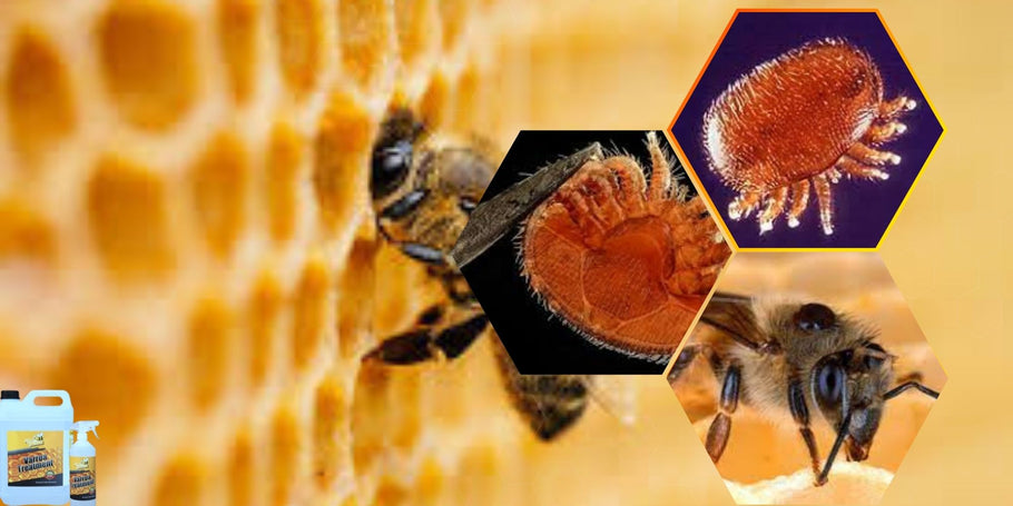 Πώς να προστατέψετε τις μέλισσες σας από τα ακάρεα βαρρόα;