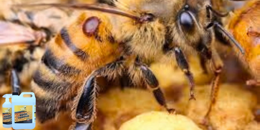 Καινοτομία στην προστασία των μελισσών: Το αντι-Βάρροα προϊόν που αλλάζει τα δεδομένα