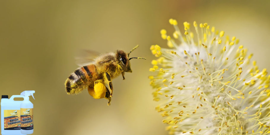 Το άκαρι Varroa: Ένας αόρατος εχθρός των κυψελών