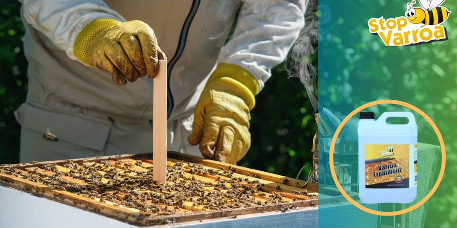 Αντιμετώπιση Varroa: Πότε πρέπει να δράσετε για να σώσετε τις μέλισσές σας;