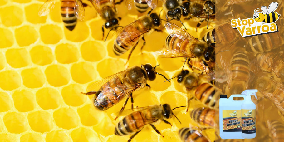 Varroa: Καταπολεμώντας τον αόρατο εχθρό με αυτές τις φυσικές συμβουλές